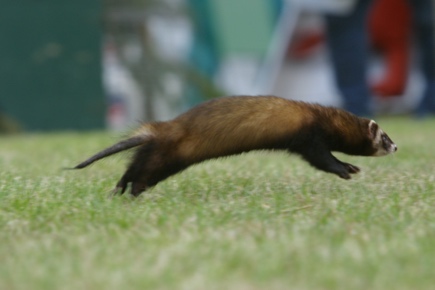 A flying ferret!