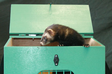 Ferret in Carry Box