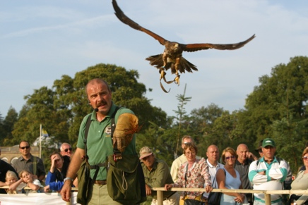 A flying hawk